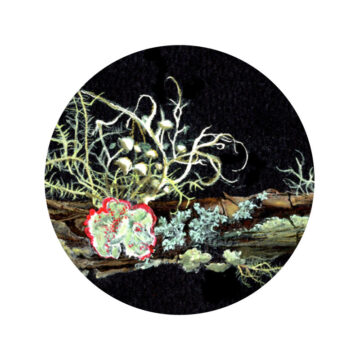 <p>Angela Mele. <em>Lichens of North Florida</em> [detail].</p>
